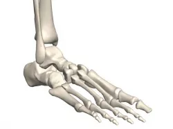 Human foot skeleton 3D model