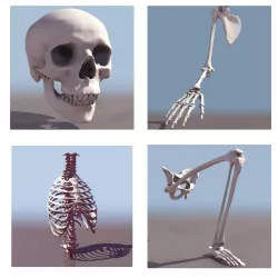Human Skeleton Collection Low-poly  3D model