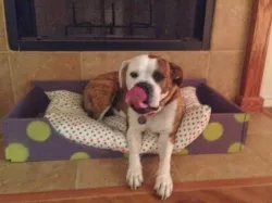 Ikea Dresser Drawer Dog Bed Retrofit