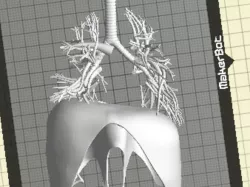 Lungs