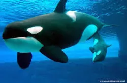 Orca whale Low-poly  3D model