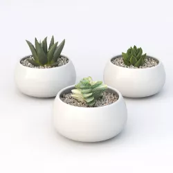 Small succulents 3D model