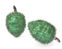 Soursop fruit Low-poly  3D model