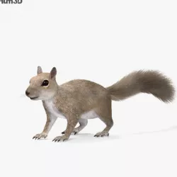 Squirrel HD 3D model
