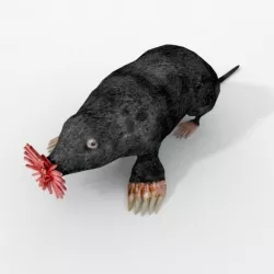 Star- Nosed Mole 3D model