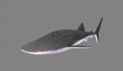 Whale Shark Low-poly  3D model