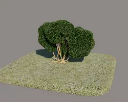 Shrub model, 0.6m