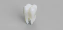 tooth