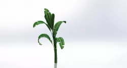 Banana tree.