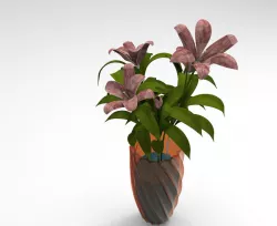 LILY FLOWERS