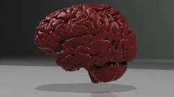 Human Brain