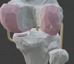 Knee joint model