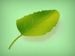 Leaf Model