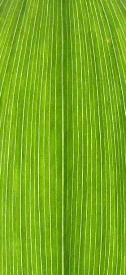 Palm Tree