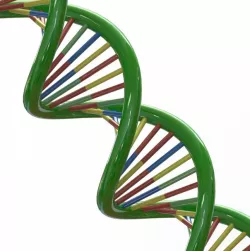 DNA 3D Model