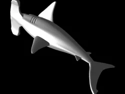 Hammerhead Shark Model - STL