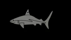 Shark Keychain Model