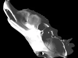 cranio Cavalo, horse skull. equus