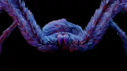 Spider / Araignée