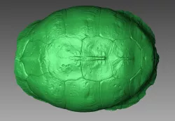 3D Scan of a Turtle Shell