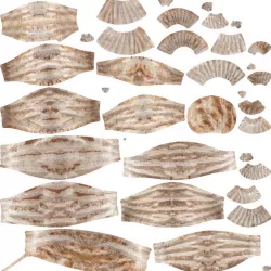 ammonite