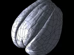 Chayote