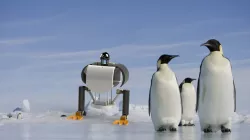 The Penguin