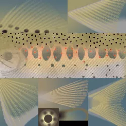 3d fish amago