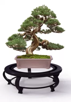 Bonsai Display Table