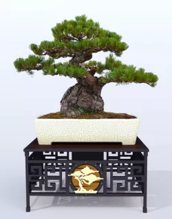 Bonsai table