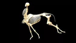 Centaur skeleton, half horse, half man.