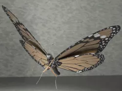Monarch butterfly