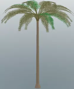 Palm Tree