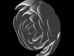 Rose head