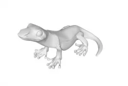 lizard