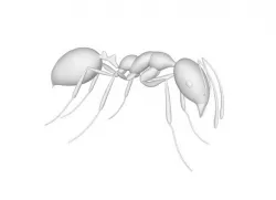 Red fire ant