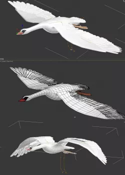 3DMAX model - Swan has skeleton and animation 3D model