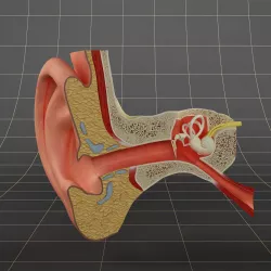 Anatomy ear 3D model