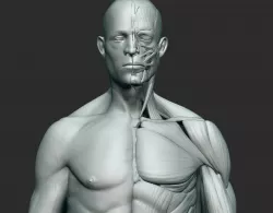Anatomy sculpt 3D model
