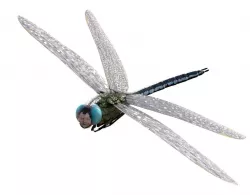 Anax imperator 3D model