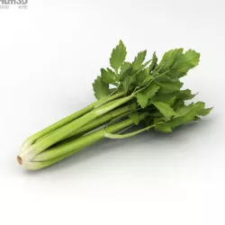 Celery 3D model