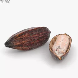 Cocoa Pod 3D model