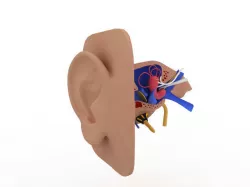 ear anatomy 3D model