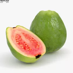 Guava 3D model