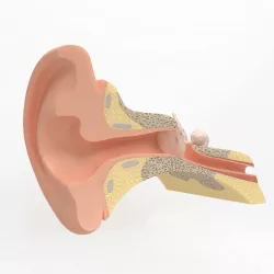 Inner ear 3D model