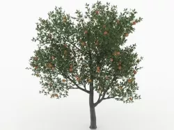 peach 3D model