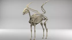 Pegasus Skeleton 3D model
