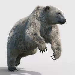 polar bear 3D model