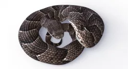 Rigged Puff Adder Snake Low-poly  3D model
