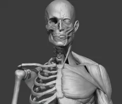 Skeleton and muscules 3D model